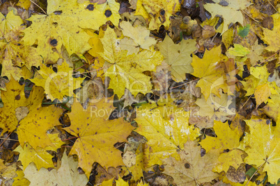 Colorful and bright background made of fallen autumn leaves.