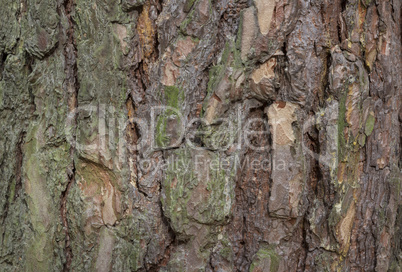 The bark of pine tree, background.