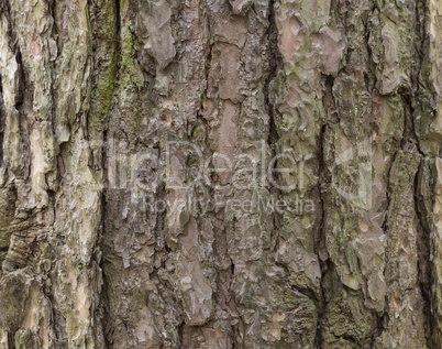 The bark of pine tree, background.