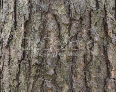 The bark of pine tree, background.