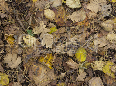 Colorful and bright background made of fallen autumn leaves.