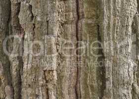 The bark of pine tree, background.