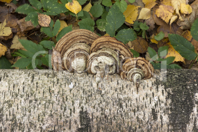 Mushrooms growing on the trunk of a birch autumn background.