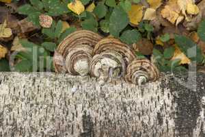 Mushrooms growing on the trunk of a birch autumn background.