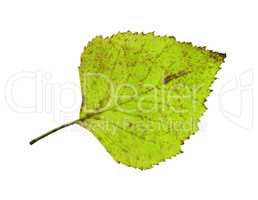 birch leaf isolated on white background