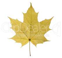 maple leaf isolated on white background