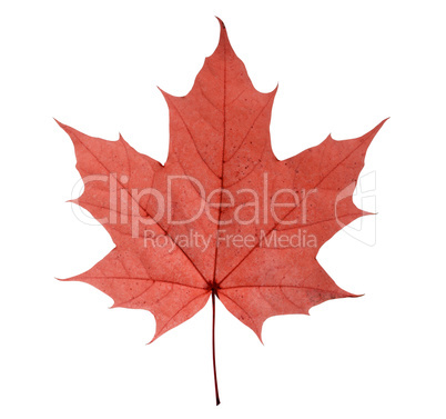 maple leaf isolated on white background