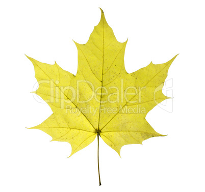 maple leaf isolated on white background