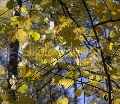 Big autumn oak against the blue sky