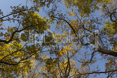 Big autumn oak against the blue sky.