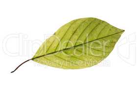 birch leaf isolated on white background