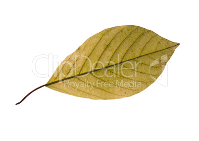 birch leaf isolated on white background