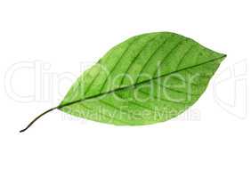 birch leaf isolated on white background
