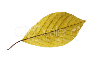 birch leaf isolated on white background