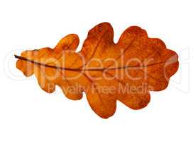 Oak leaf isolated on white background