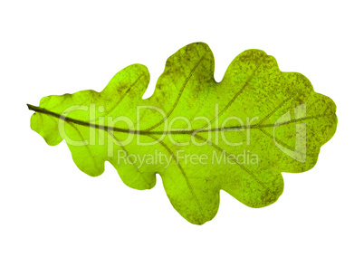 Oak leaf isolated on white background