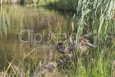 hree wild ducks sit on the lake among the reeds