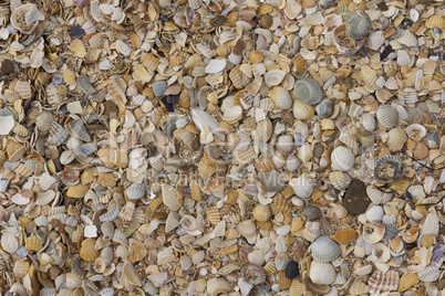 sea shells background