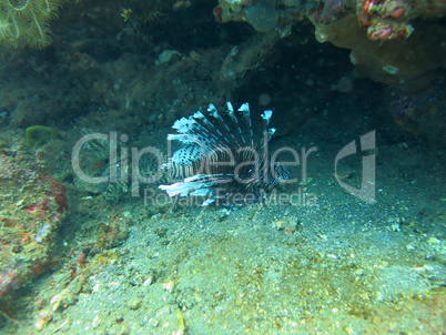 Lionfish (pterois) on coral reef Bali.