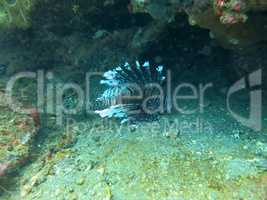 Lionfish (pterois) on coral reef Bali.