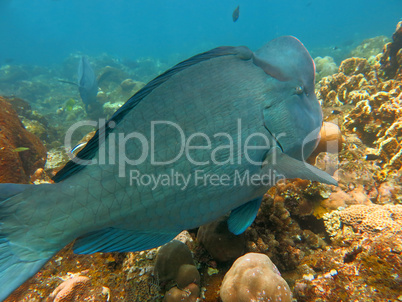 Fish Humphead Parrotfish, Bolbometopon muricatum in Bali.