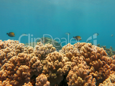 Thriving  coral reef alive with marine life and shoals of fish,