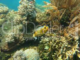 Thriving  coral reef alive with marine life and shoals of fish,