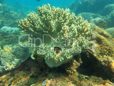 Thriving  coral reef alive with marine life and shoals of fish,