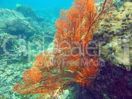 Thriving  coral reef alive with marine life and shoals of fish,