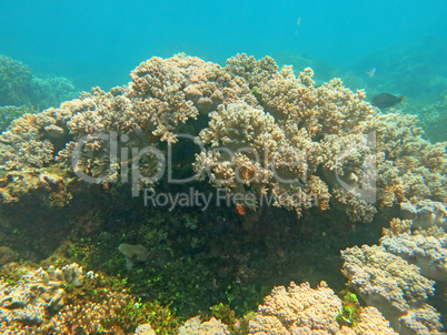 Thriving  coral reef alive with marine life and shoals of fish,