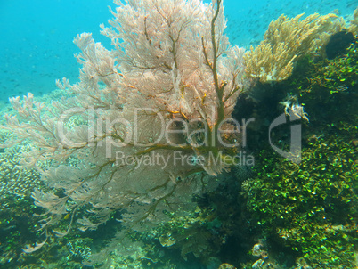 Thriving  coral reef alive with marine life and shoals of fish,