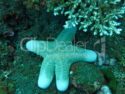 Thriving  coral reef alive with marine life and shoals of fish,