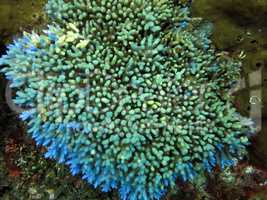 Thriving  coral reef alive with marine life and shoals of fish,