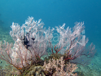 Thriving  coral reef alive with marine life and shoals of fish,