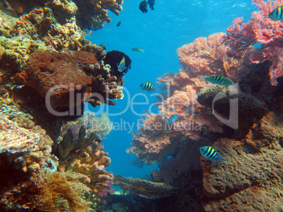 Thriving  coral reef alive with marine life and shoals of fish,