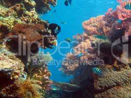 Thriving  coral reef alive with marine life and shoals of fish,