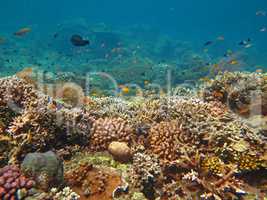 Thriving  coral reef alive with marine life and shoals of fish,