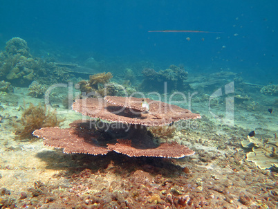 Thriving  coral reef alive with marine life and shoals of fish,