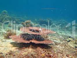 Thriving  coral reef alive with marine life and shoals of fish,