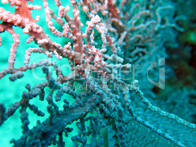 Bargibanti Pygmy Seahorse the smallest in the world in Bali