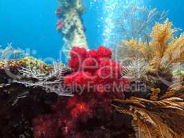 Thriving  coral reef alive with marine life and shoals of fish,