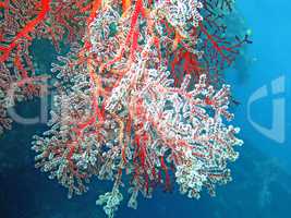 Thriving  coral reef alive with marine life and shoals of fish,