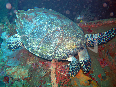 Hawksbill  sea turtle   current on coral reef  island, Bali.