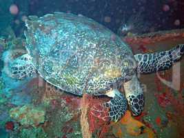 Hawksbill  sea turtle   current on coral reef  island, Bali.