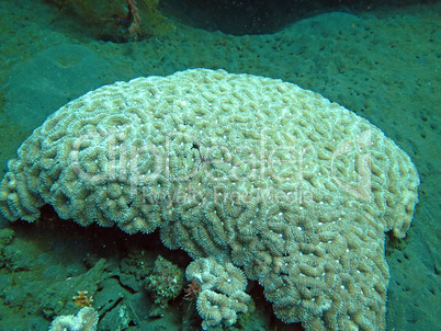 Thriving  coral reef alive with marine life and shoals of fish,