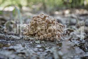Fresh Ringless Honey Fungus (Armillaria tabescens)