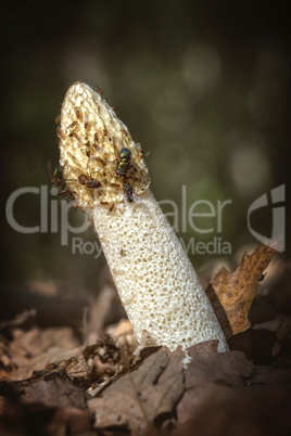 Common stinkhorn ( Phallus impudicus) covered with flies