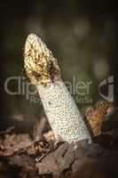 Common stinkhorn ( Phallus impudicus) covered with flies