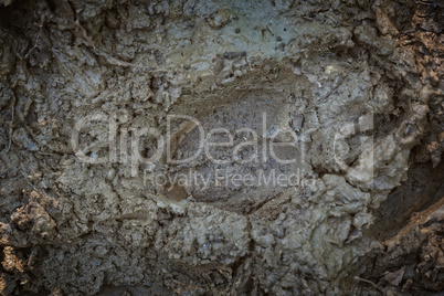 Red Deer footprint in the Mud