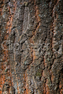 Old oak tree trunk close up (Quercus robur)